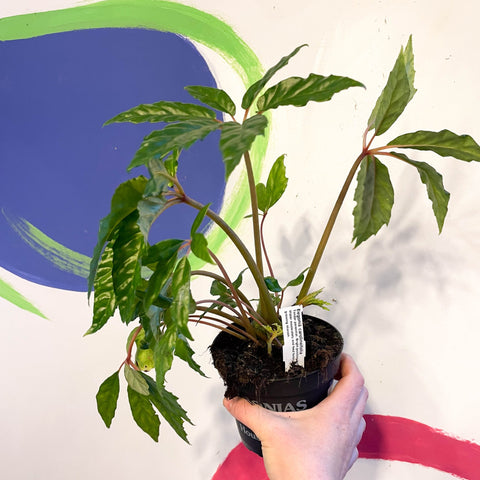 Begonia carolineifolia - Welsh Grown - Sprouts of Bristol