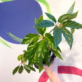 Begonia carolineifolia - Welsh Grown - Sprouts of Bristol