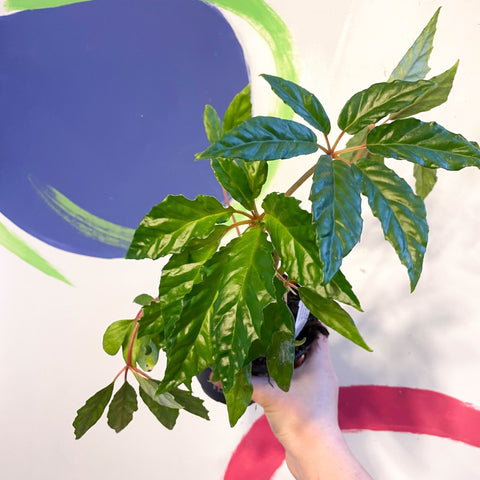 Begonia carolineifolia - Welsh Grown - Sprouts of Bristol