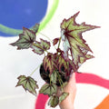 Begonia 'Connie Boswell' - Welsh Grown - Sprouts of Bristol