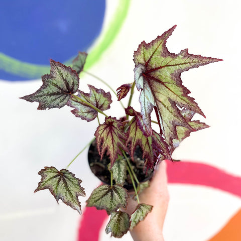 Begonia 'Connie Boswell' - Welsh Grown - Sprouts of Bristol