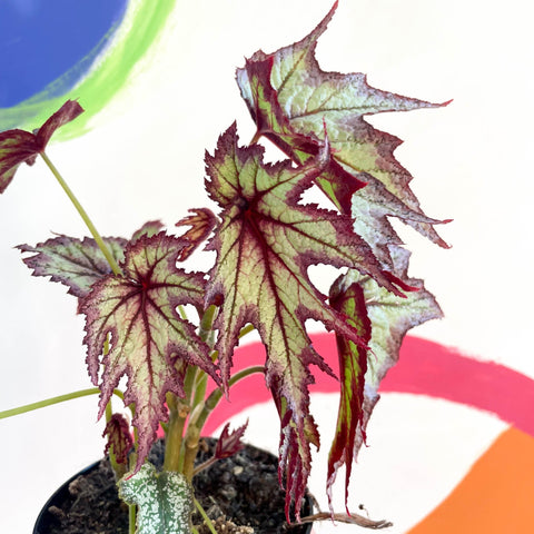 Begonia 'Connie Boswell' - Welsh Grown - Sprouts of Bristol