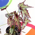 Begonia 'Connie Boswell' - Welsh Grown - Sprouts of Bristol