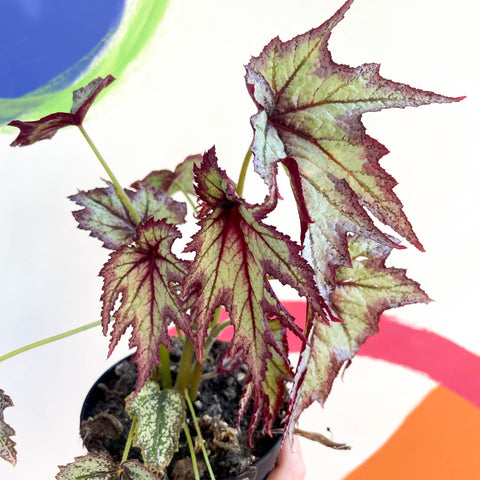 Begonia 'Connie Boswell' - Welsh Grown - Sprouts of Bristol