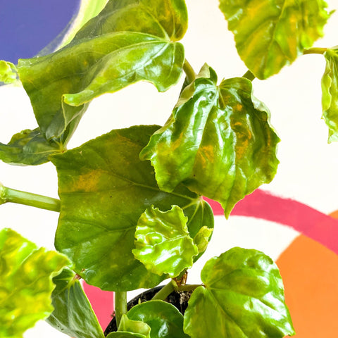 Begonia convolvulacea - Welsh Grown - Sprouts of Bristol
