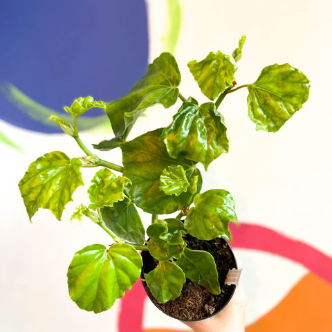 Begonia convolvulacea - Welsh Grown - Sprouts of Bristol