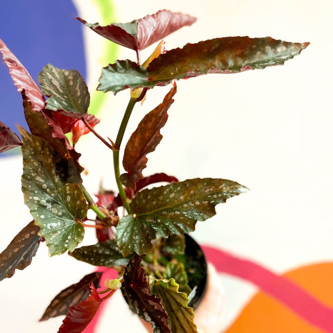 Begonia 'Down Home' - Welsh Grown - Sprouts of Bristol