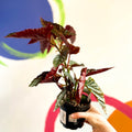 Begonia 'Down Home' - Welsh Grown - Sprouts of Bristol