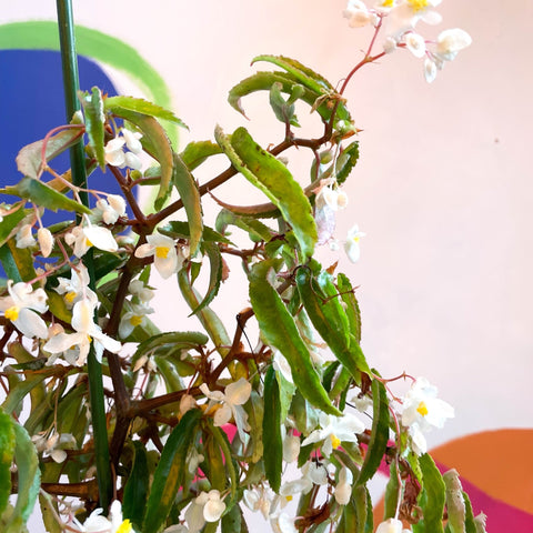 Begonia echinosepala var. elongatifolia - Welsh Grown - Sprouts of Bristol
