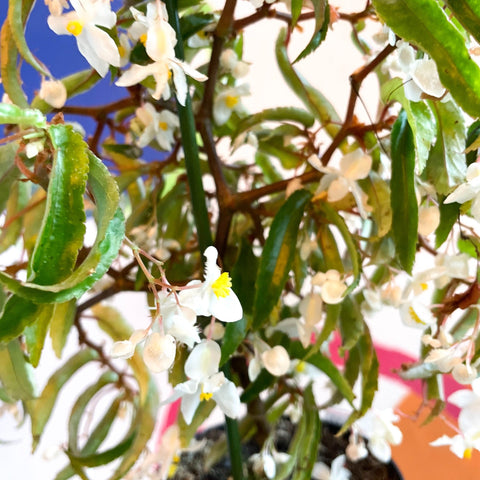 Begonia echinosepala var. elongatifolia - Welsh Grown - Sprouts of Bristol