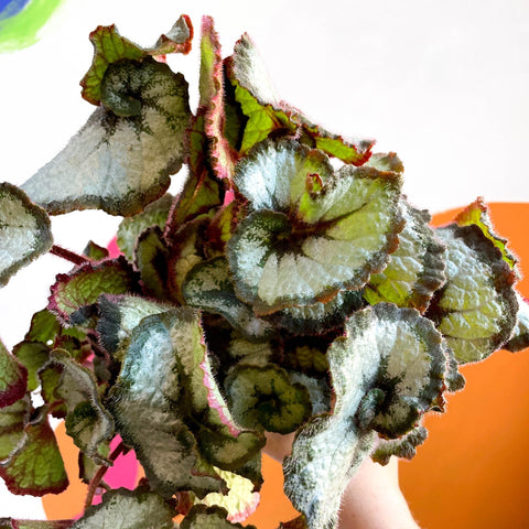 Begonia 'Escargot' - Sprouts of Bristol