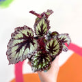 Begonia 'Fireworks' - Welsh Grown - Sprouts of Bristol