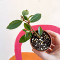 Begonia fuchsioides - Welsh Grown - Sprouts of Bristol