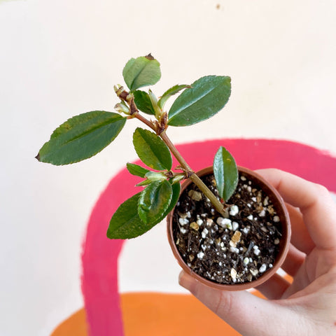 Begonia fuchsioides - Welsh Grown - Sprouts of Bristol