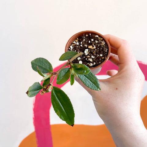 Begonia fuchsioides - Welsh Grown - Sprouts of Bristol