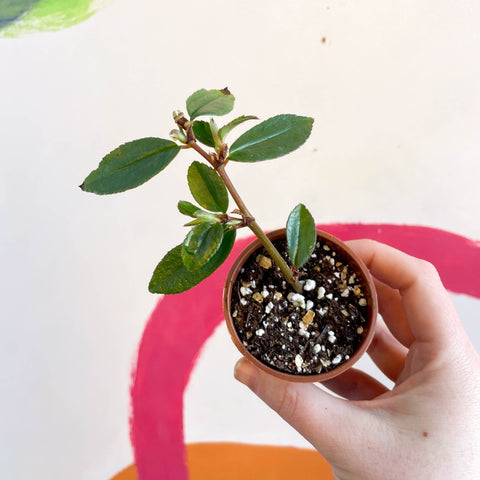 Begonia fuchsioides - Welsh Grown - Sprouts of Bristol