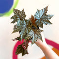 Begonia 'Gryphon' - Sprouts of Bristol