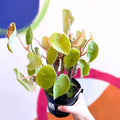 Begonia kellermanii - Welsh Grown - Sprouts of Bristol