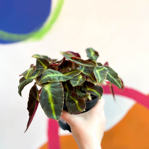 Begonia listada - Welsh Grown - Sprouts of Bristol