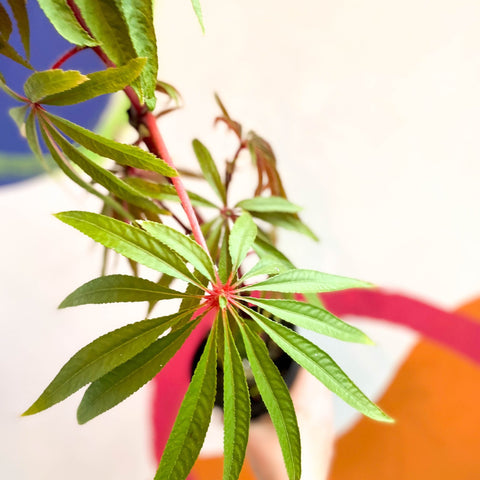 Begonia luxurians - Welsh Grown - Sprouts of Bristol