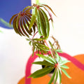 Begonia luxurians - Welsh Grown - Sprouts of Bristol