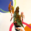 Begonia maculata 'Wightii' - Welsh Grown - Sprouts of Bristol