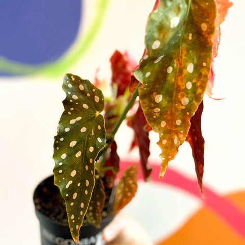 Begonia maculata 'Wightii' - Welsh Grown - Sprouts of Bristol