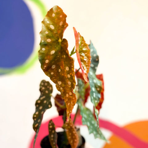 Begonia maculata 'Wightii' - Welsh Grown - Sprouts of Bristol