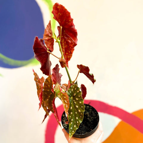 Begonia maculata 'Wightii' - Welsh Grown - Sprouts of Bristol