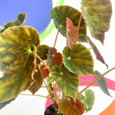 Begonia 'Marie Reed' - Welsh Grown - Sprouts of Bristol