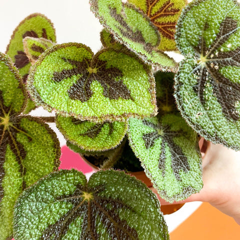 Begonia masoniana 'Rock' - Sprouts of Bristol