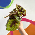 Begonia masoniana - Welsh Grown - Sprouts of Bristol