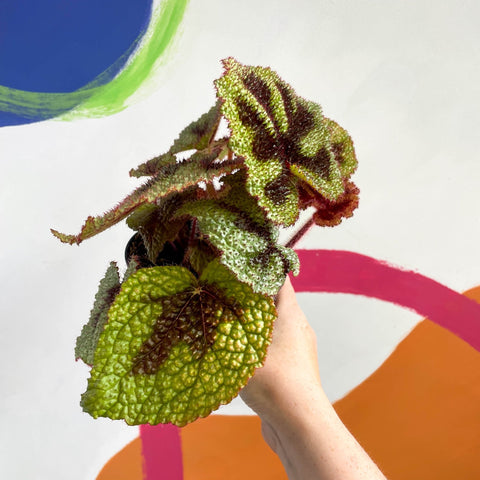 Begonia masoniana - Welsh Grown - Sprouts of Bristol