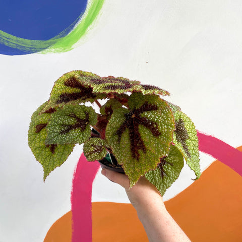 Begonia masoniana - Welsh Grown - Sprouts of Bristol