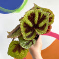Begonia masoniana - Welsh Grown - Sprouts of Bristol