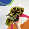 Begonia masoniana - Welsh Grown - Sprouts of Bristol