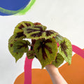 Begonia masoniana - Welsh Grown - Sprouts of Bristol