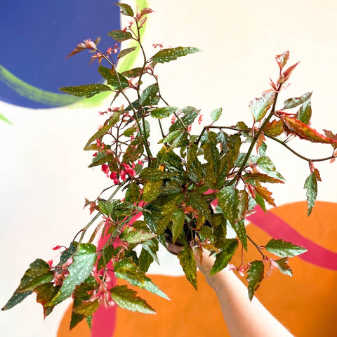 Begonia medora - Welsh Grown - Sprouts of Bristol