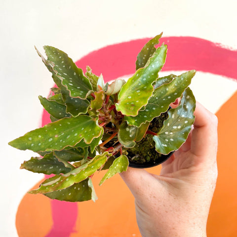 Begonia medora - Welsh Grown - Sprouts of Bristol