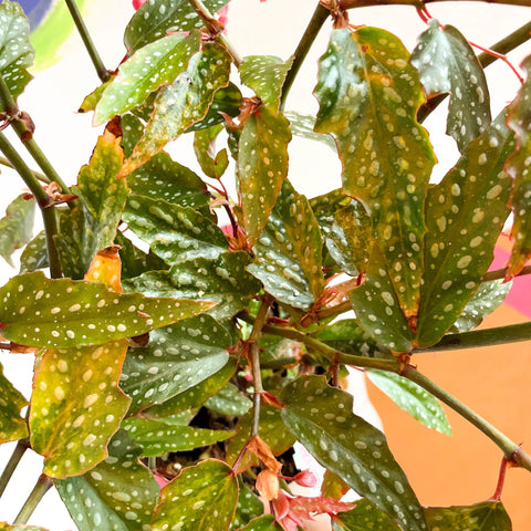 Begonia medora - Welsh Grown - Sprouts of Bristol