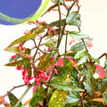 Begonia medora - Welsh Grown - Sprouts of Bristol