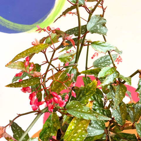 Begonia medora - Welsh Grown - Sprouts of Bristol