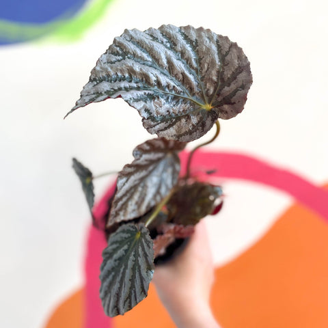 Begonia 'Mishmi Silver' - Welsh Grown - Sprouts of Bristol