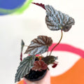 Begonia 'Mishmi Silver' - Welsh Grown - Sprouts of Bristol