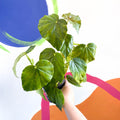 Begonia odorata alba - Welsh Grown - Sprouts of Bristol