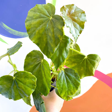 Begonia odorata alba - Welsh Grown - Sprouts of Bristol