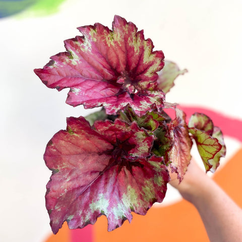 Begonia 'Raspberry Swirl' - Welsh Grown - Sprouts of Bristol
