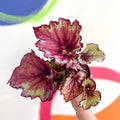 Begonia 'Raspberry Swirl' - Welsh Grown - Sprouts of Bristol
