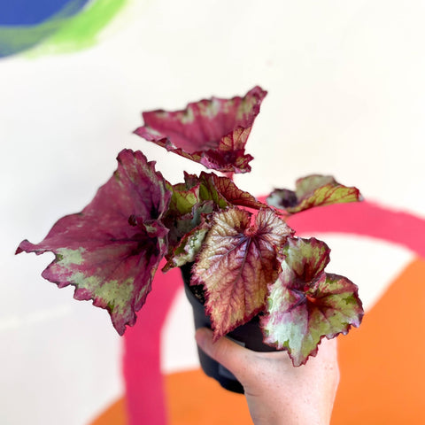 Begonia 'Raspberry Swirl' - Welsh Grown - Sprouts of Bristol