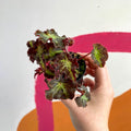 Begonia rex 'Beatrice Hadrell' - Welsh Grown - Sprouts of Bristol